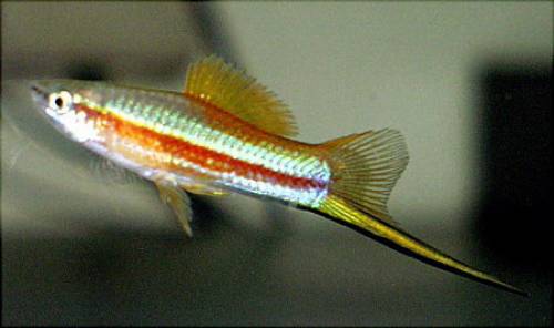 schwerttr�ger xiphophorus hellerii wildfang