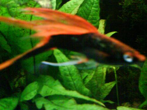 sehr seltene echte drachenschwerttr�ger perlmutschwarz orangerot