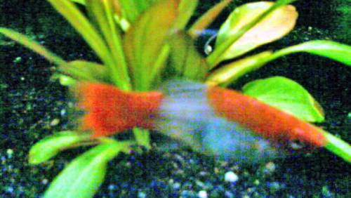 seltene schwerttr�ger in koi zeichnung orange wei�