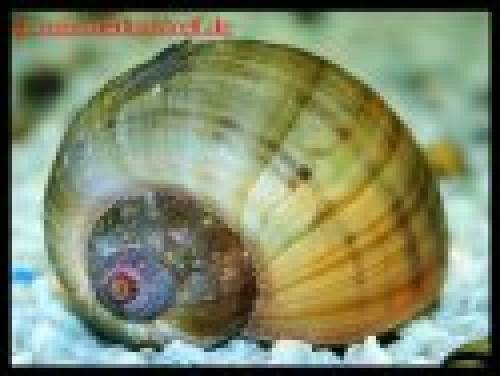 gelbe blaue und braune apfelschnecken