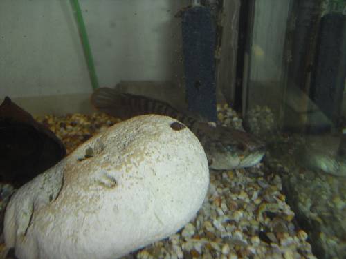 alligator knochenhechte �ber cm gr u schlangenkopf fische 