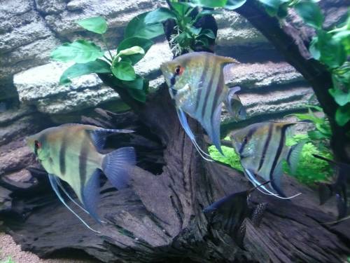  skalare zu verkaufen