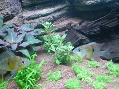  bolivianische buntbarsche zu verkaufen