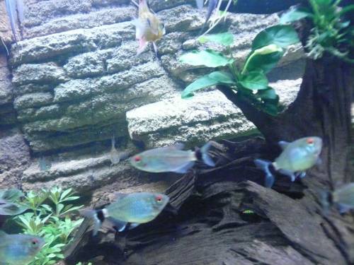 verkaufe rotaugen moenkhausia