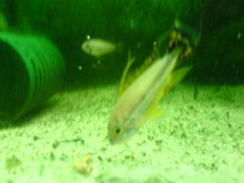 verkaufe apistogramma cacatuoides kakadubuntbarsch