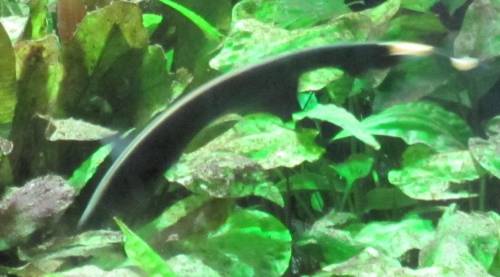 verschenke wei�stirn messerfische