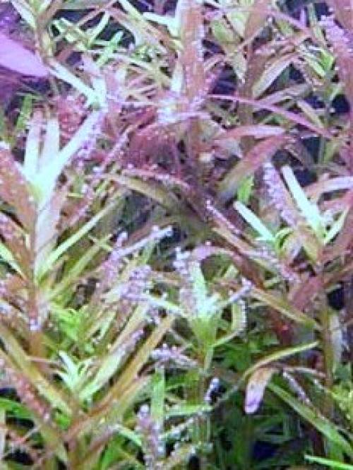 rotala rotundifolia bund einfache und sch�ne pflanze