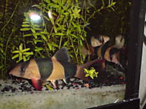 prachtschmerle cm stk