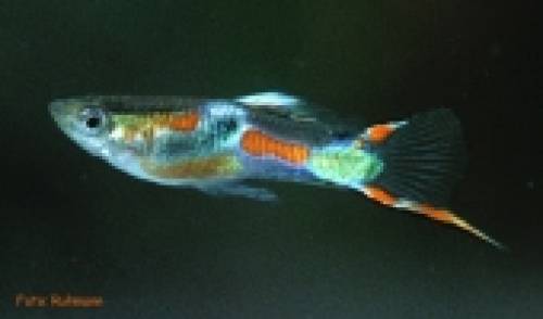 wundersch�ne wildguppy