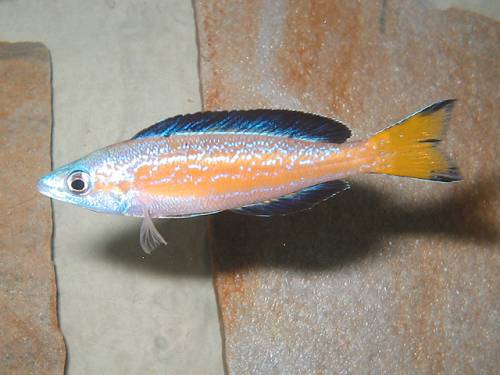 verschiedene cyprichromis arten abzugeben