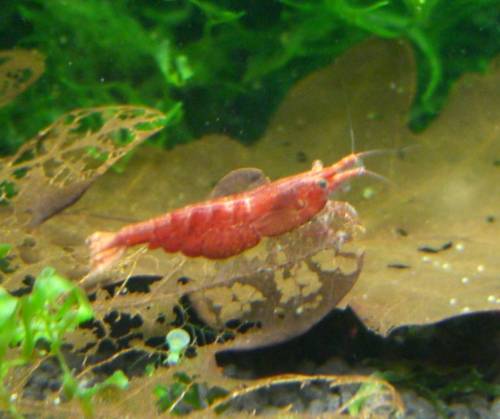 red fire zwerggarnelen