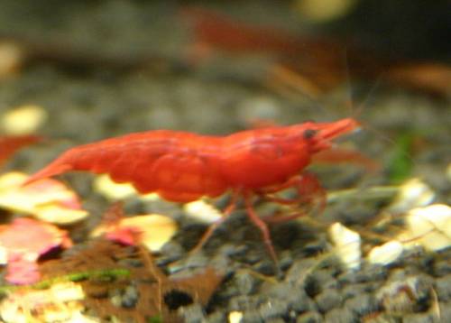 sakura zwerggarnelen