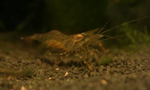 ringelhandgarnelen macrobr assamense