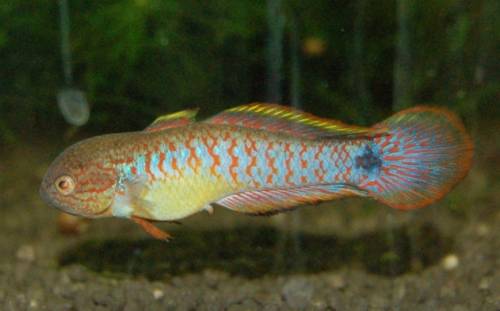 pastellgrundel tateurndina ocellicauda