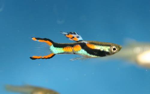 endlers guppys