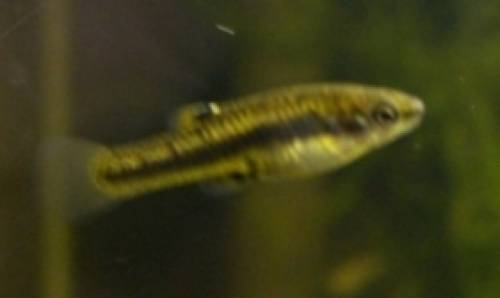 zwergk�rpfling heterandria formosa