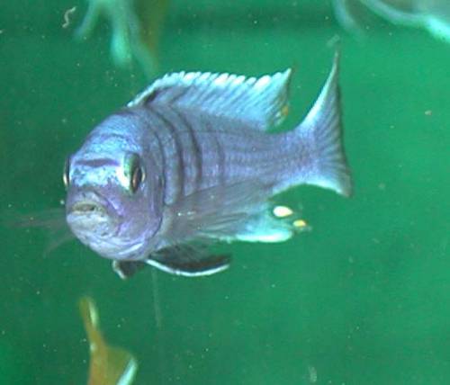 malawi buntbarsche zu fairen preisen