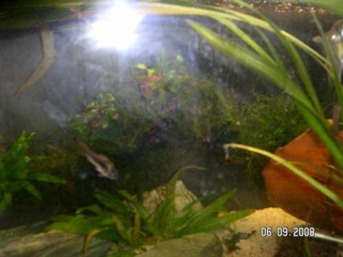 aquarienwurzel ca cm mit javamoos