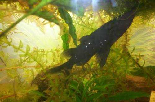 mystus leucophasis fiedrbartwels