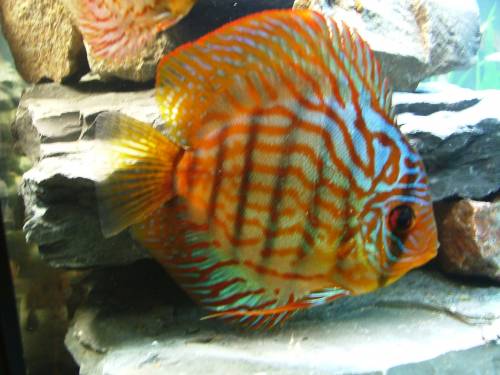 verkaufe drei diskusse