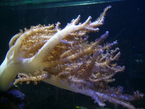 verschiedene sch�ne korallenableger