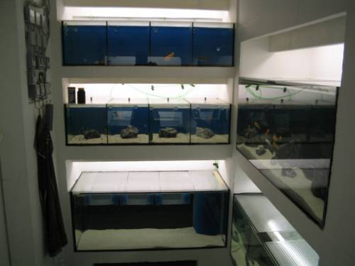 wegen zuchtauflsung malawis und mehrere aquarium abzugeben