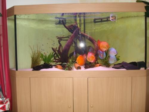 delta eckaquarium l