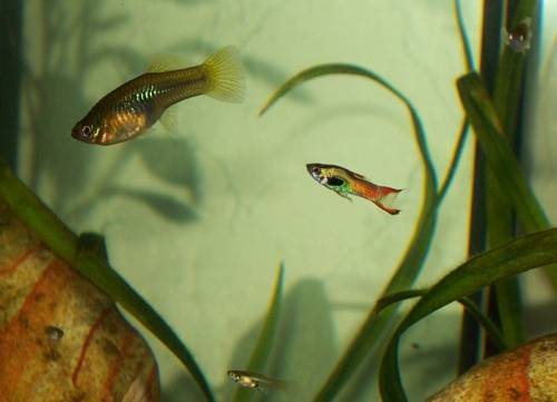 endler guppys