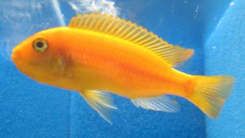 verschiedene farbenpr�chtige malawibuntbarsche aus liebevoller hobbyzucht