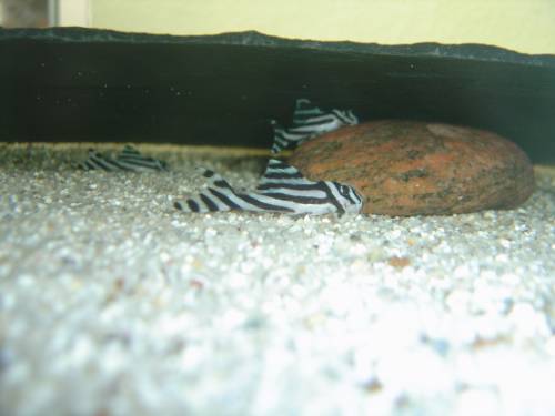 hypancistrus zebra l