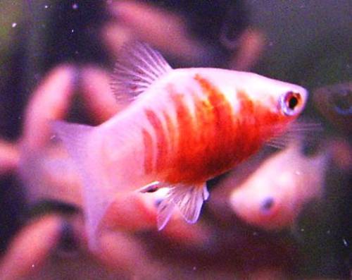 platy xiphophorus maculatus
