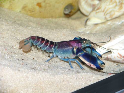 krebse cherax irian jaya blau rosa krebs hoa creek