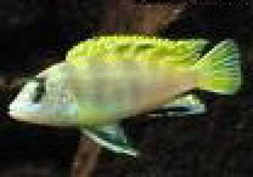 labeotropheus perlmutt