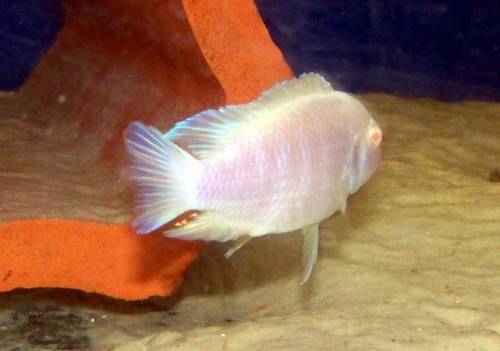 pseudotropheus saulosi albino 