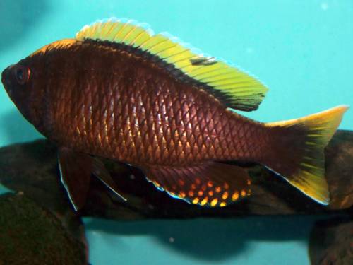 copadichromis virginalis yellow crest nkanda