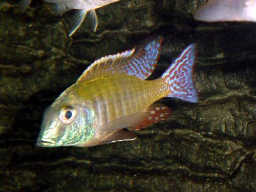 lethrinops albus kande island wildfangnachzuchten