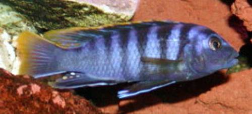 labidochromis sp mbamba yellow top wildfangnachzuchten