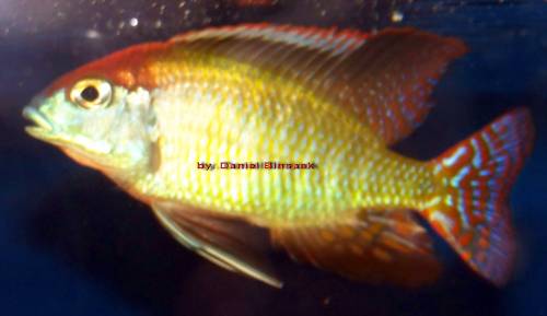 lethrinops red cap wildfangnachzuchten