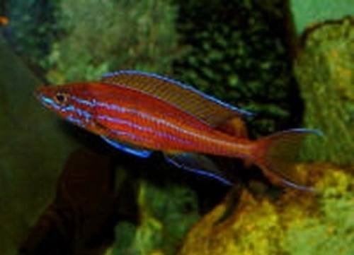 cyprichromis nigripinnis blue neon