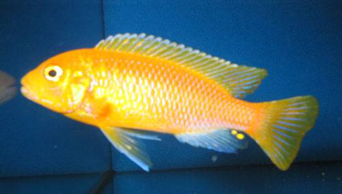 malawibuntbarsche ab euro wegen hobbyaufl�sung abzugeben