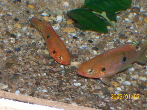 roter henichromis lifalili