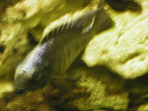 malawis l becken superg�nstig abzugeben