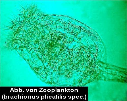 phytoplankton u zooplankton ans�tze spezialn�hrstoff