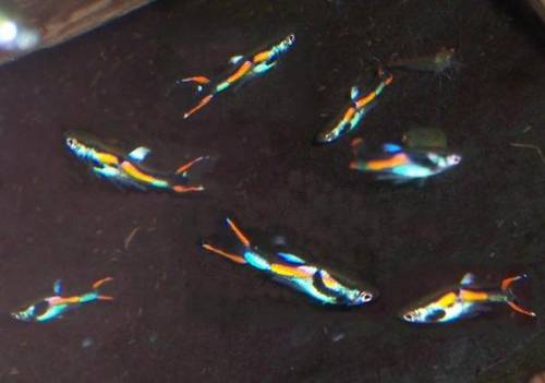 endlerguppys aus eigener nachzucht abzugeben