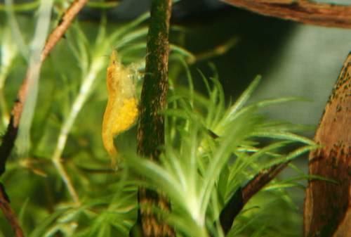 gelbe zwerggarnele neocaridina heteropoda var yellow