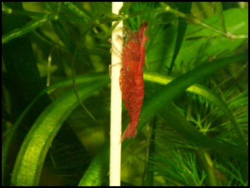 red fire zwerggarnele neocaridina heteropoda var
