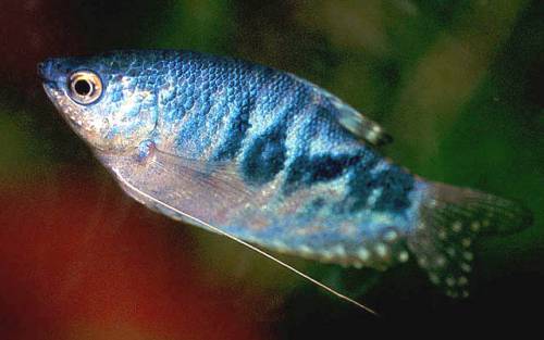 blauer fadenfisch trichogaster trichopterus