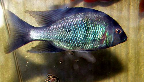 otopharynx selenurus