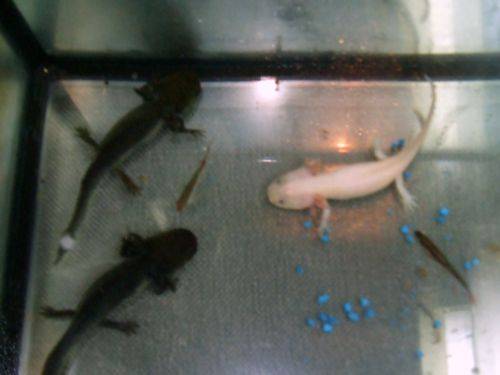 dringend axoloti zu verkaufen wegen umzug