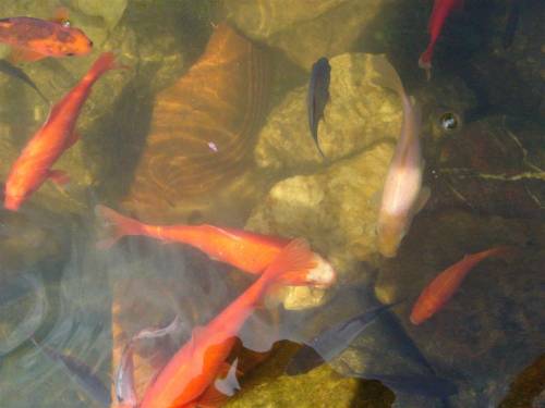 muntere goldfische aus dem m�nsterland